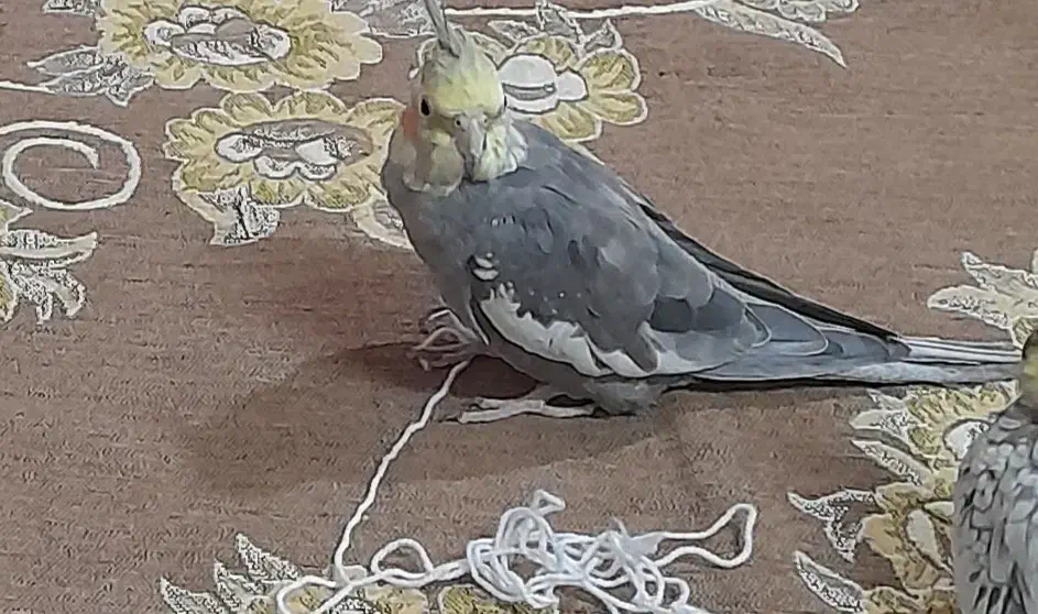 عروس هلندی|پرنده|تهران, میدان میوه و ترهبار مرکزی|دیوار