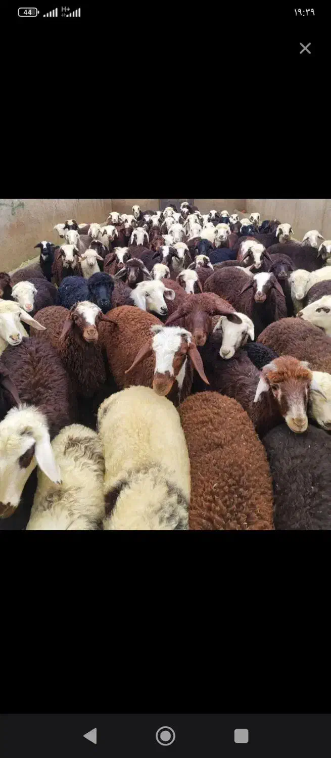 بره پرواری باقصاب|حیوانات مزرعه|تهران, لویزان|دیوار