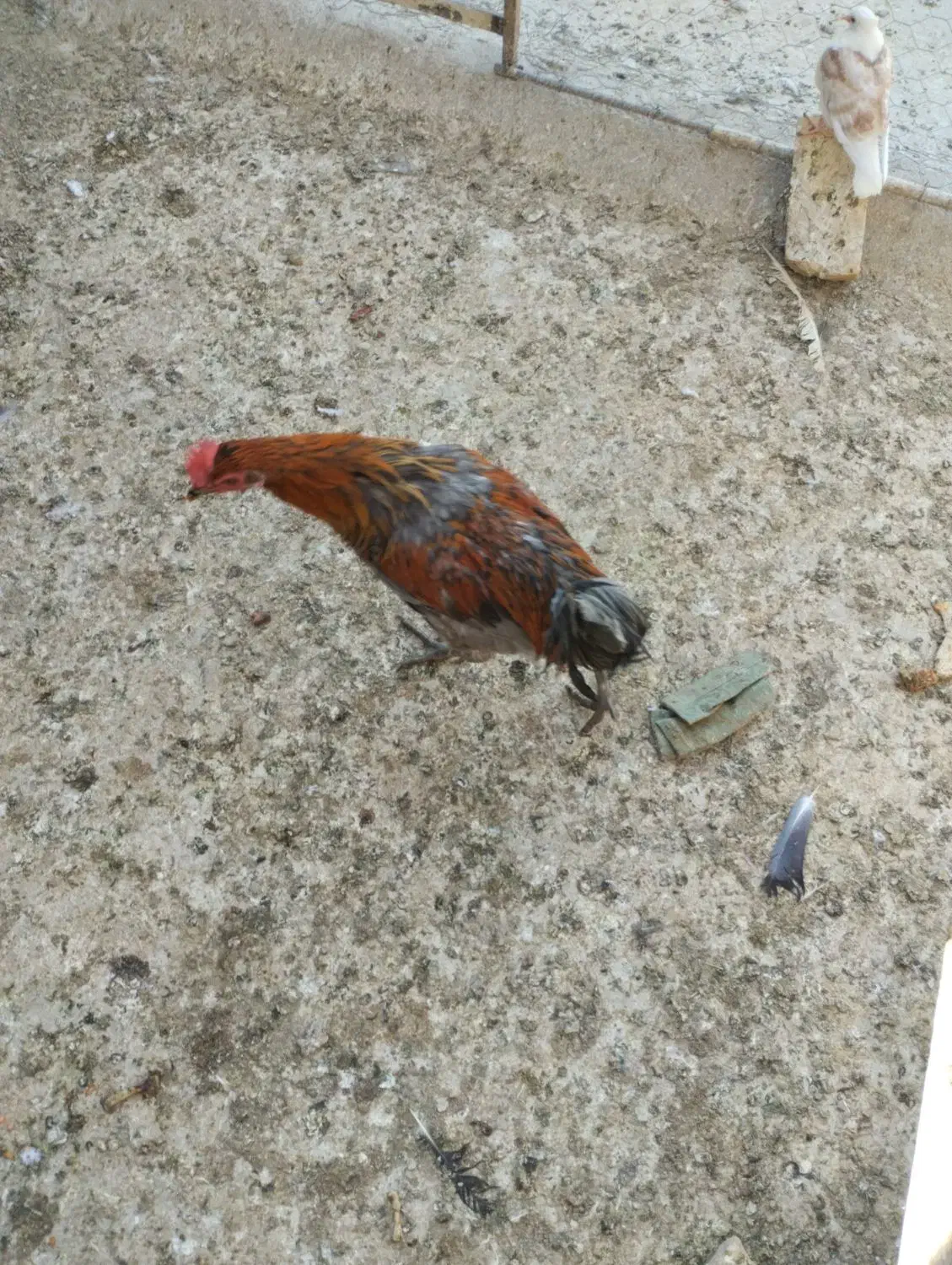 حراج|حراج|اردکان, |دیوار