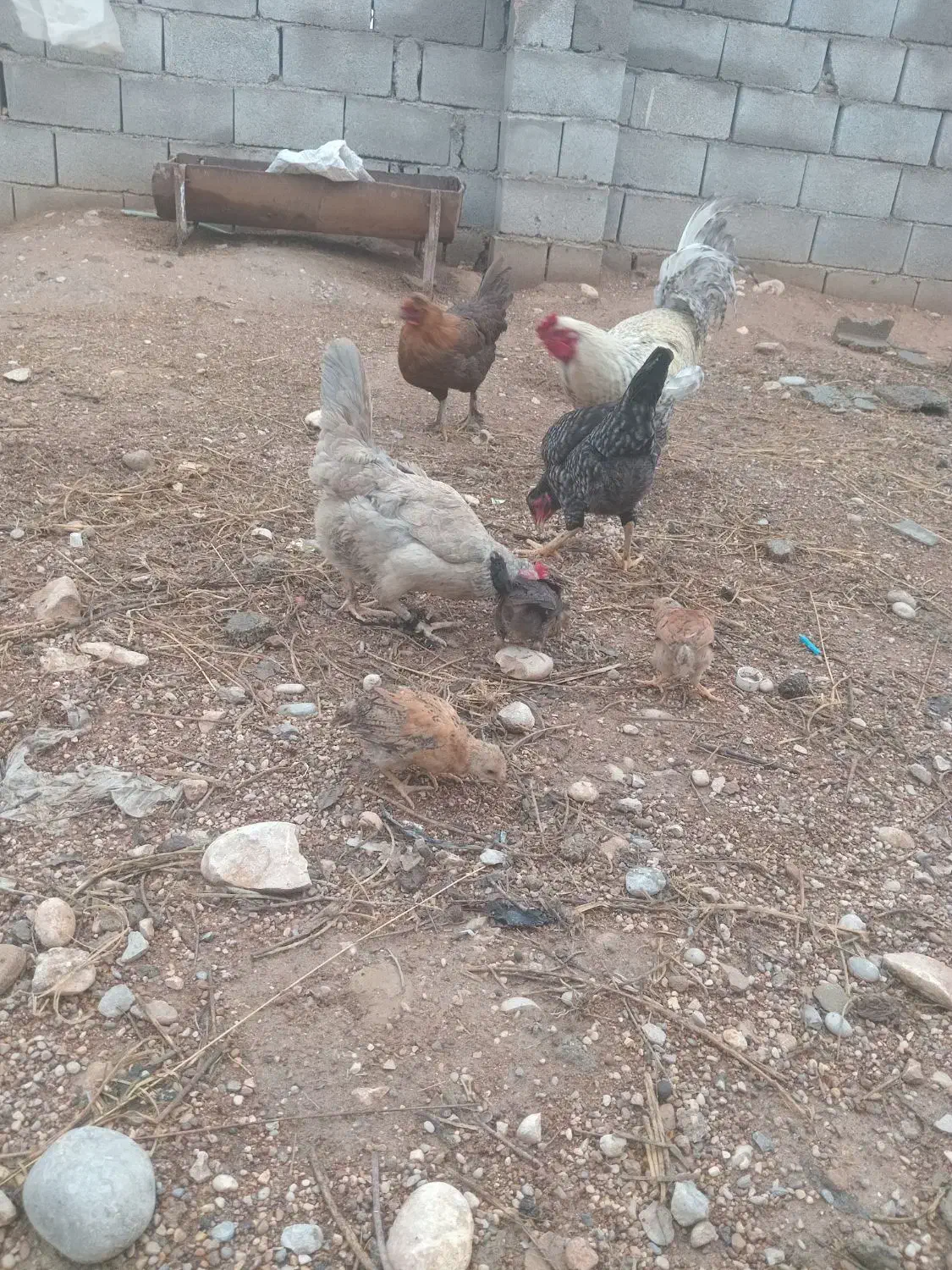 مرغ و جوجه|حیوانات مزرعه|گتوند, |دیوار