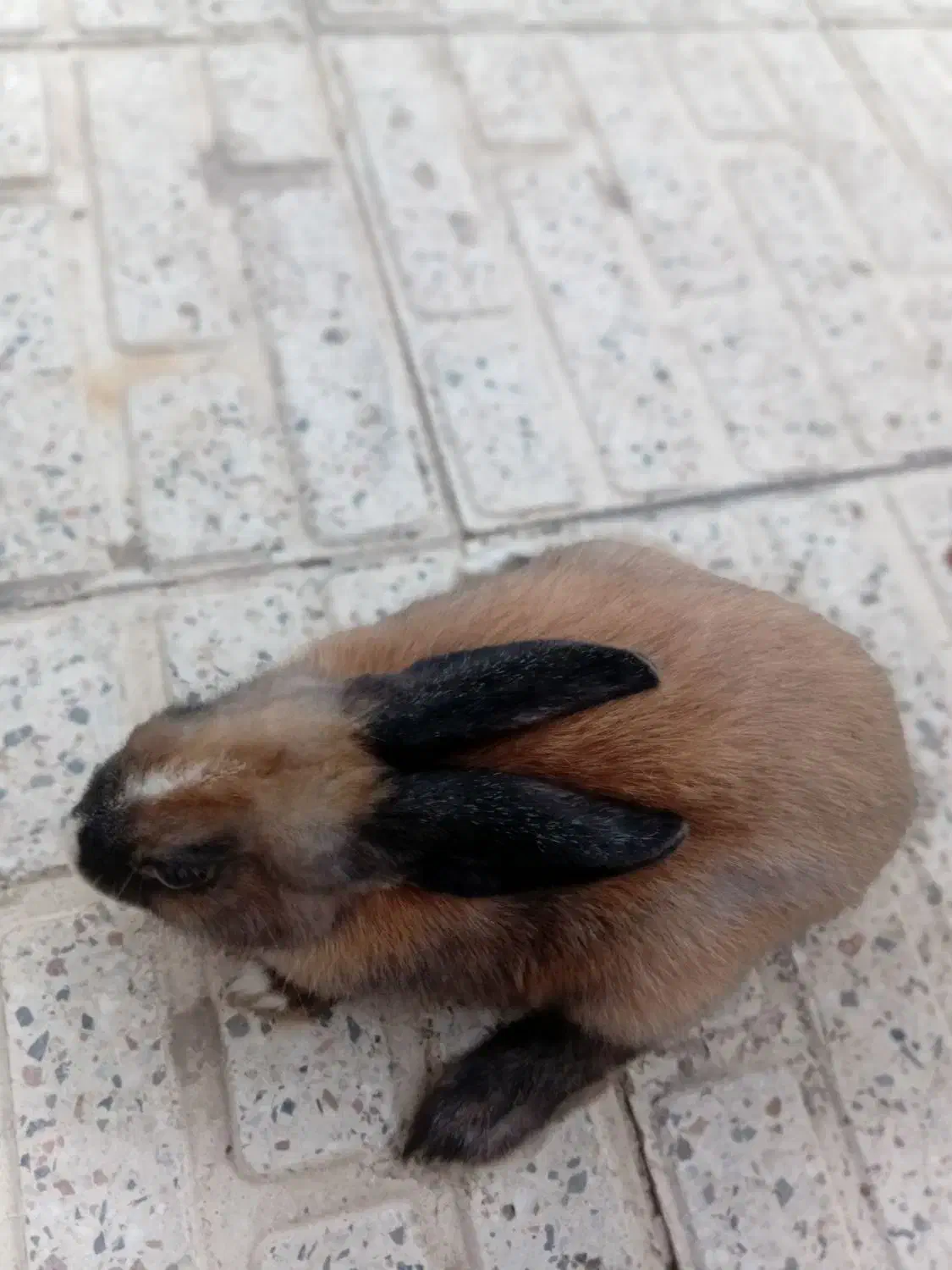 خرگوش|موش و خرگوش|کاشان, شریعتی|دیوار