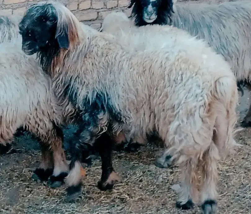 میش قوچ بره|حیوانات مزرعه|یاسوج, |دیوار