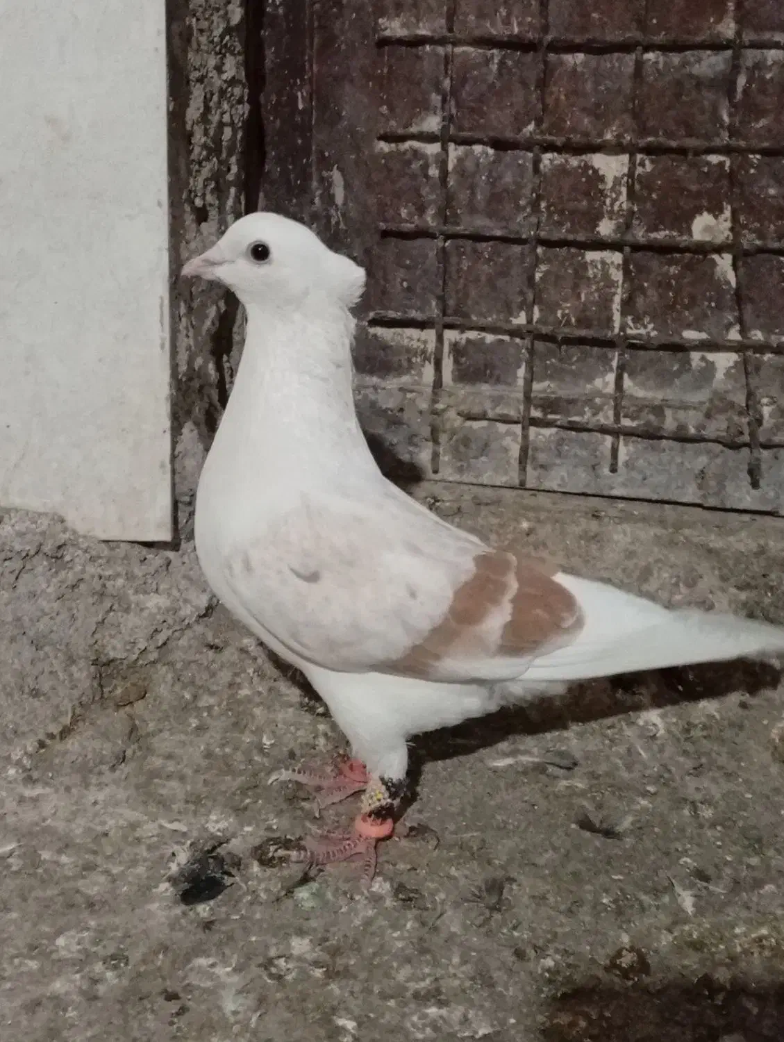 کبوتر آنتیک|پرنده|خرم‌آباد, |دیوار