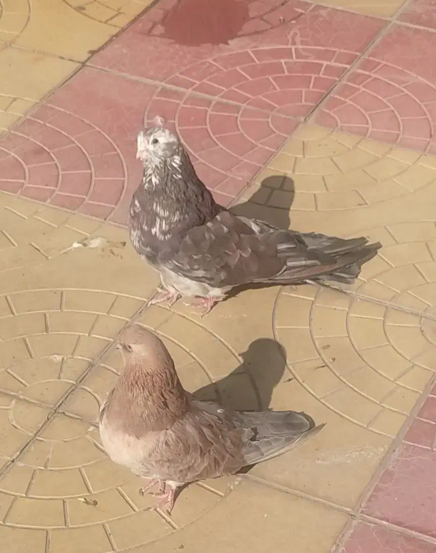 سرور|پرنده|اردبیل, |دیوار