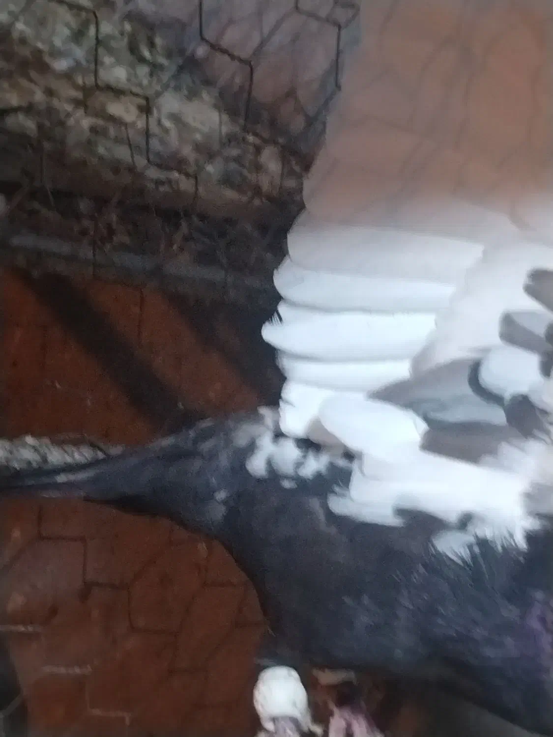 کبوتر سینه ای یا سینه سیاه|پرنده|شیراز, حومه شیراز|دیوار