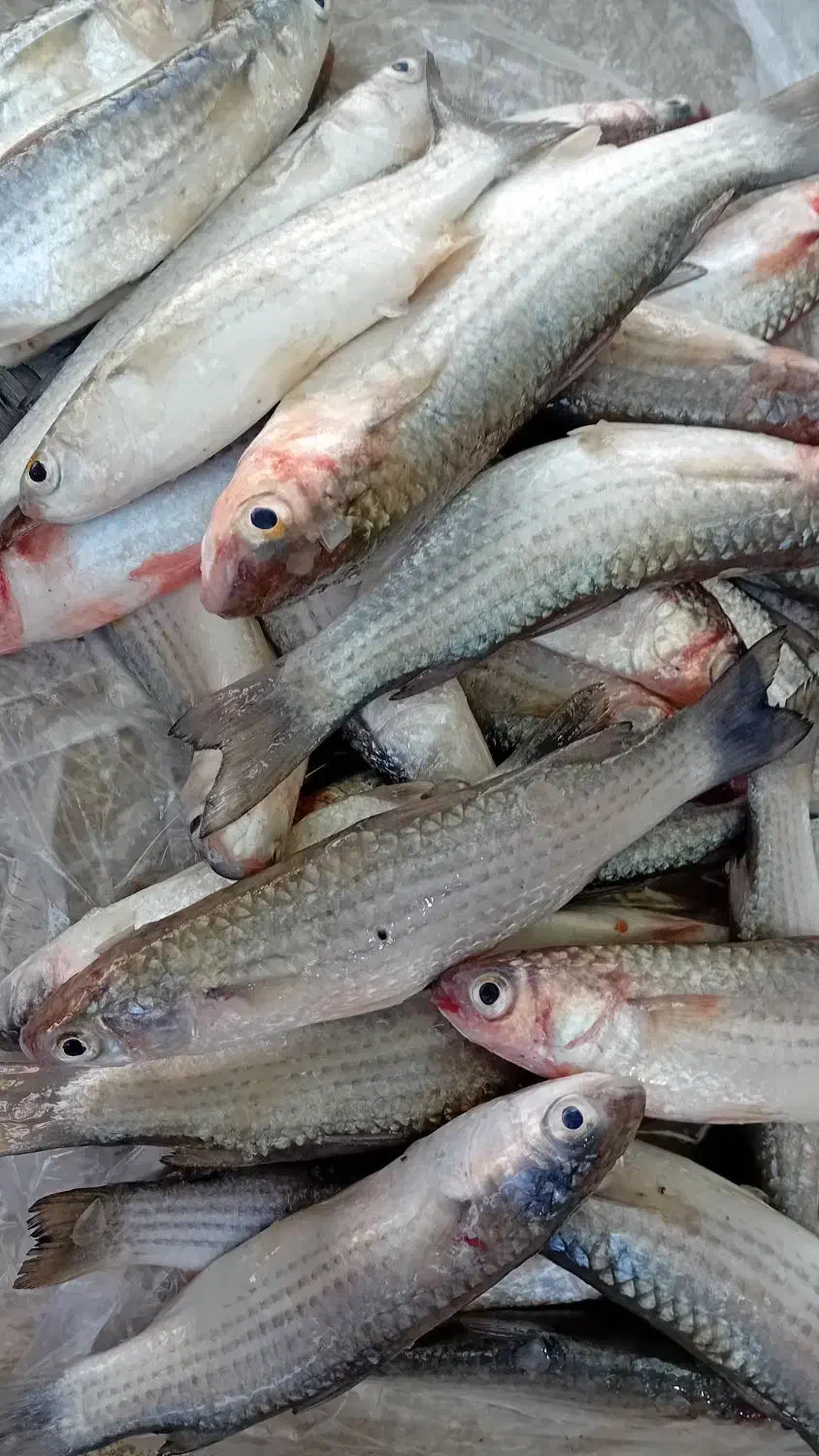 مای گاریز کورزین مخصوص|ماهی|قشم, |دیوار