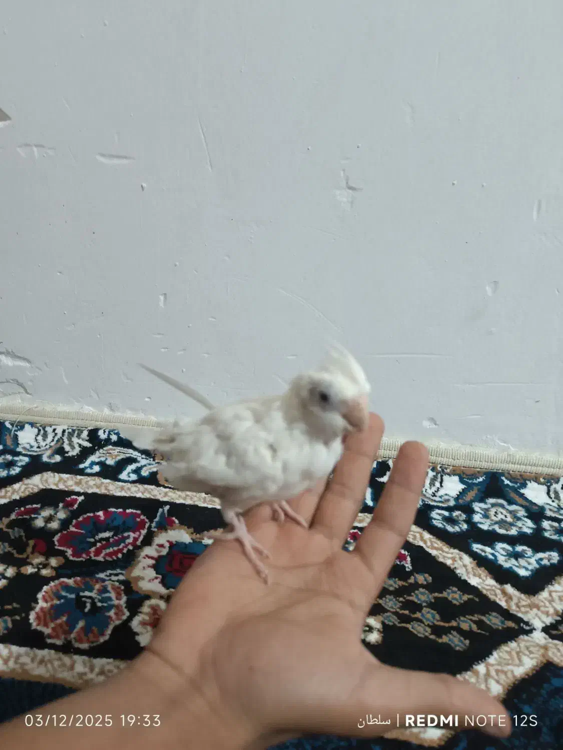 عروس هلندی کاملا دستی|پرنده|گلبهار, شهر جدید گلبهار|دیوار