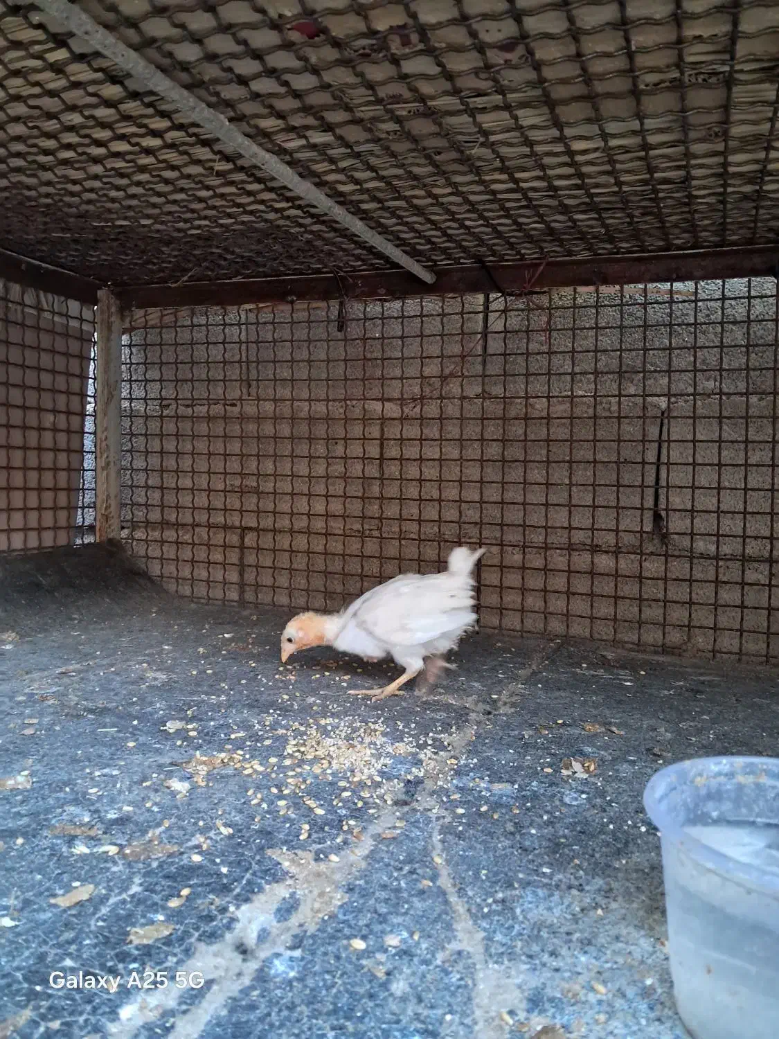 جوجه محلی|حیوانات مزرعه|دهدشت, |دیوار