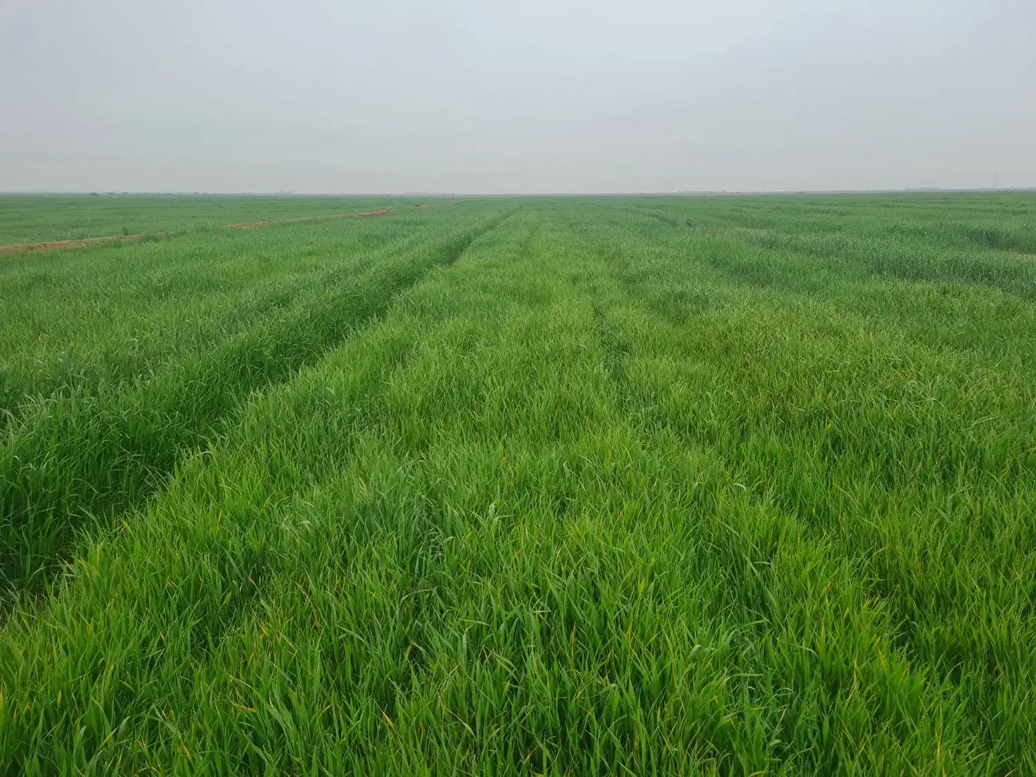 زمین کشاورزی هویزه|فروش زمین و ملک کلنگی|سوسنگرد, |دیوار