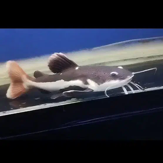 ماهی رد تیل بزرگ|ماهی|محمدیه-قزوین, |دیوار