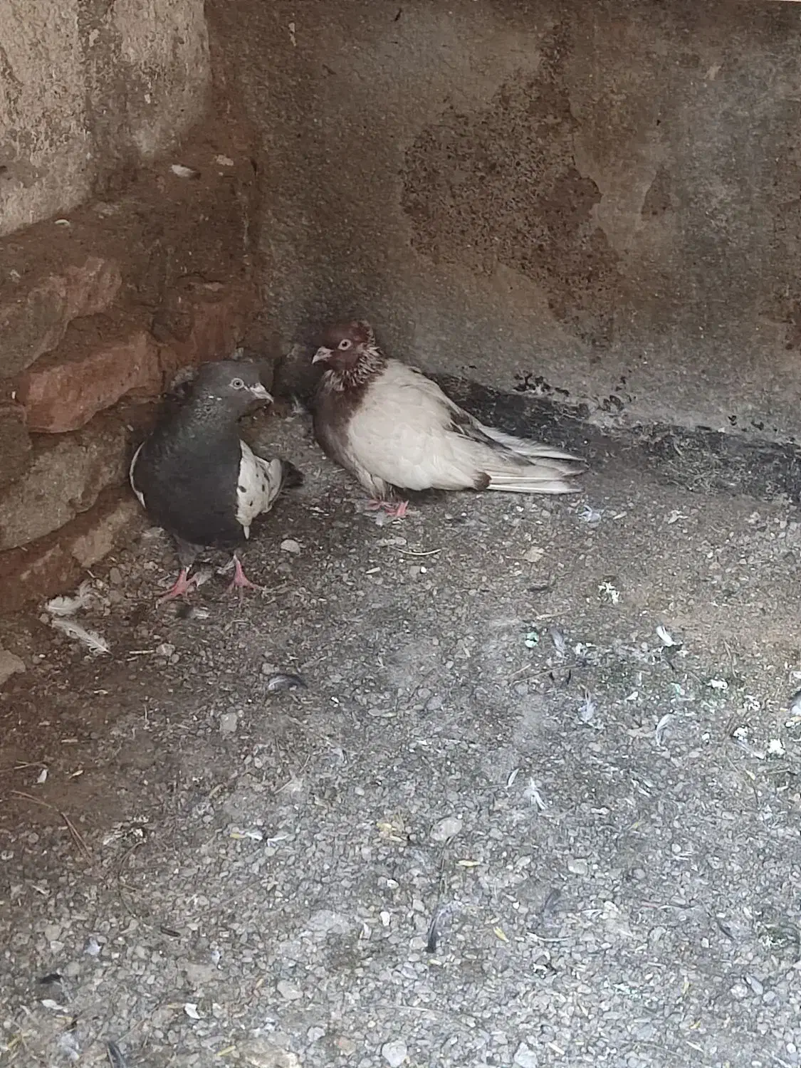 کفتر|حیوانات|تربت جام, شهرک معلم|دیوار