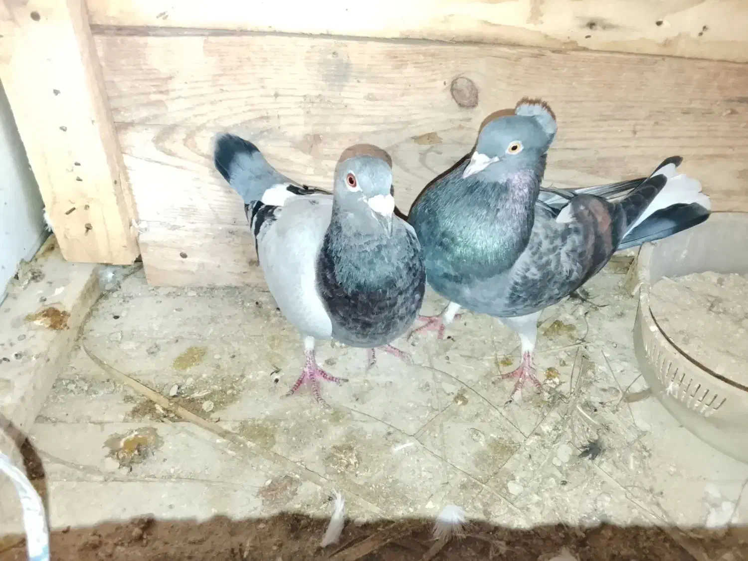 کبوتر|پرنده|قشم, |دیوار