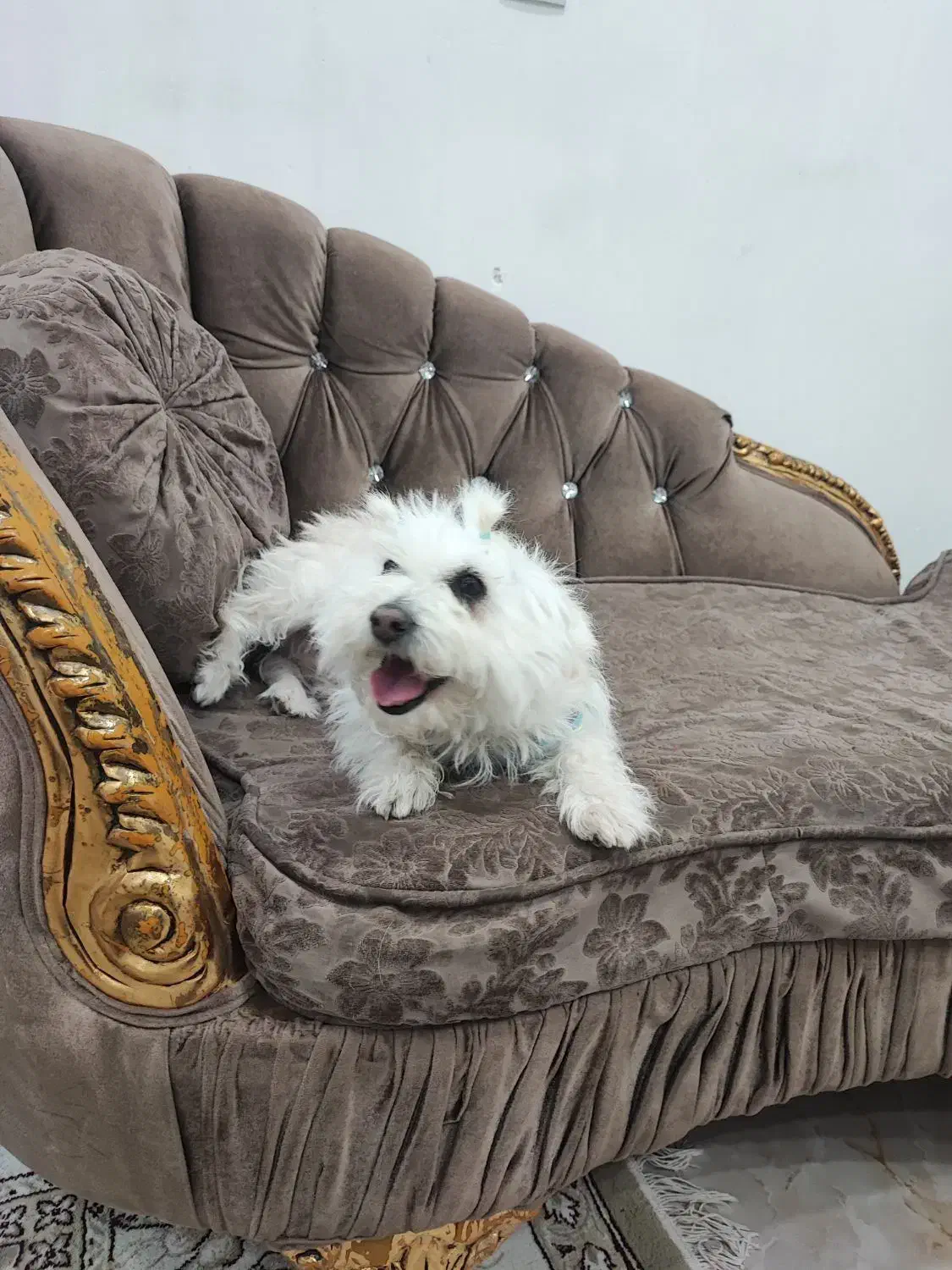 سگ تریرمیکس شناسنامه دارواکسن زده|سگ|ایلام, |دیوار