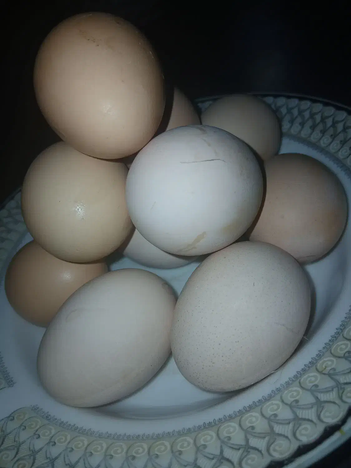 تخم مرغ خانگی|خوردنی و آشامیدنی|تربتحیدریه, منظر|دیوار