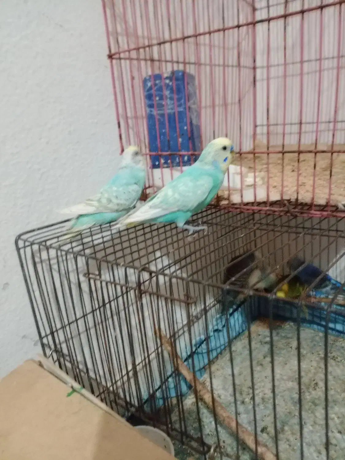 یه جفت مرغ عشق رینبو و جفت فنچ|پرنده|کنارک, |دیوار