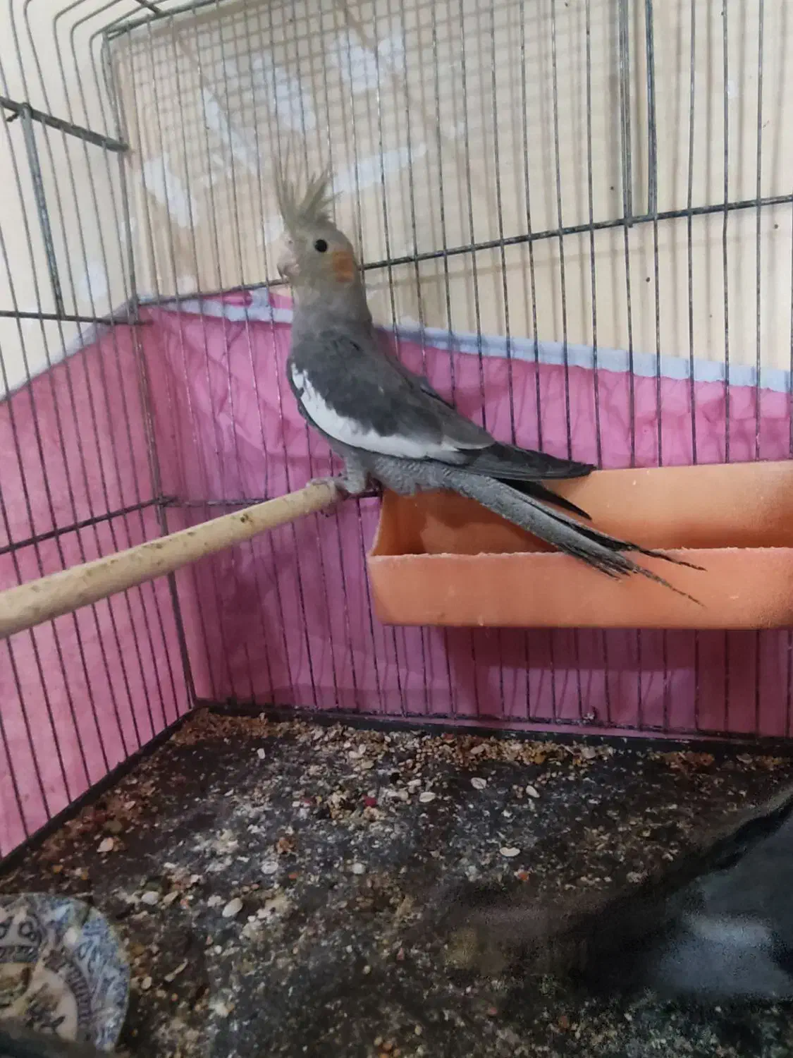 عروس هلندی|پرنده|کارون, |دیوار