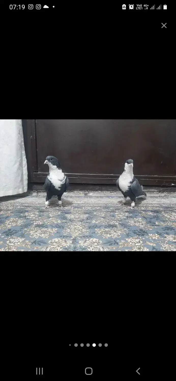 کبوتر رنگی کرباتی جفت فولادشهر|پرنده|لنجان, |دیوار