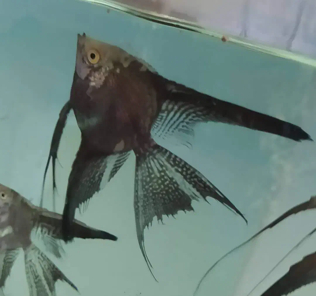 آنجل پیرایبا|ماهی|تهران, قبا|دیوار