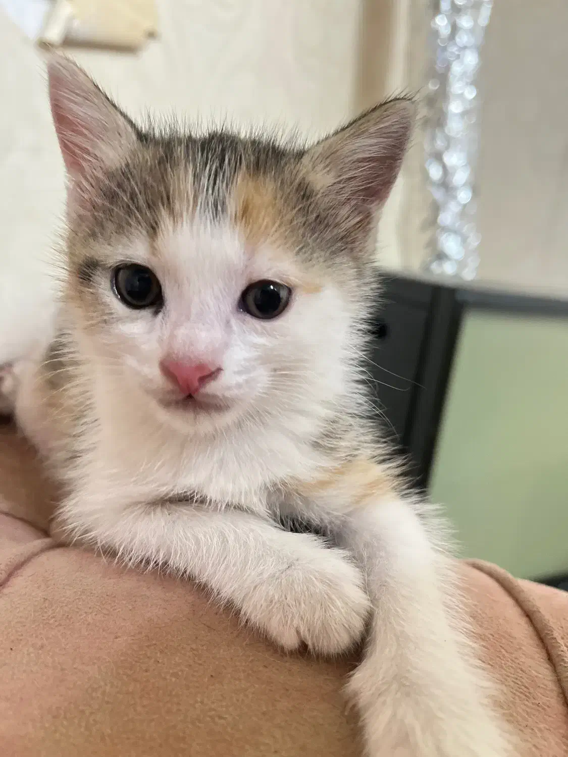 واگذاری فوری رایگان گربه|گربه|رشت, جهاد|دیوار