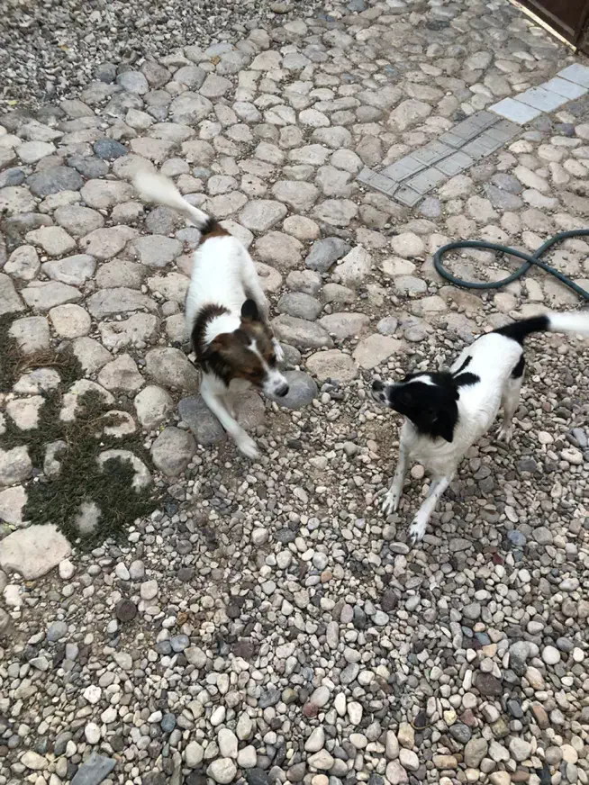 فروش سگ نژاد دار|سگ|شیراز, شهرک جماران|دیوار