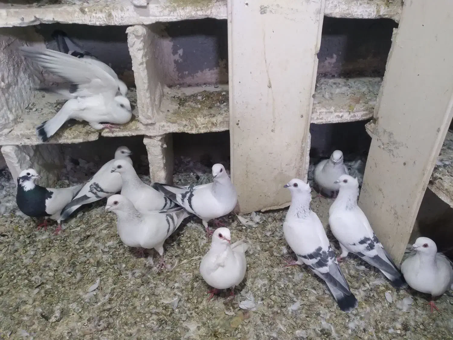 کبوتر|پرنده|ملکان, |دیوار