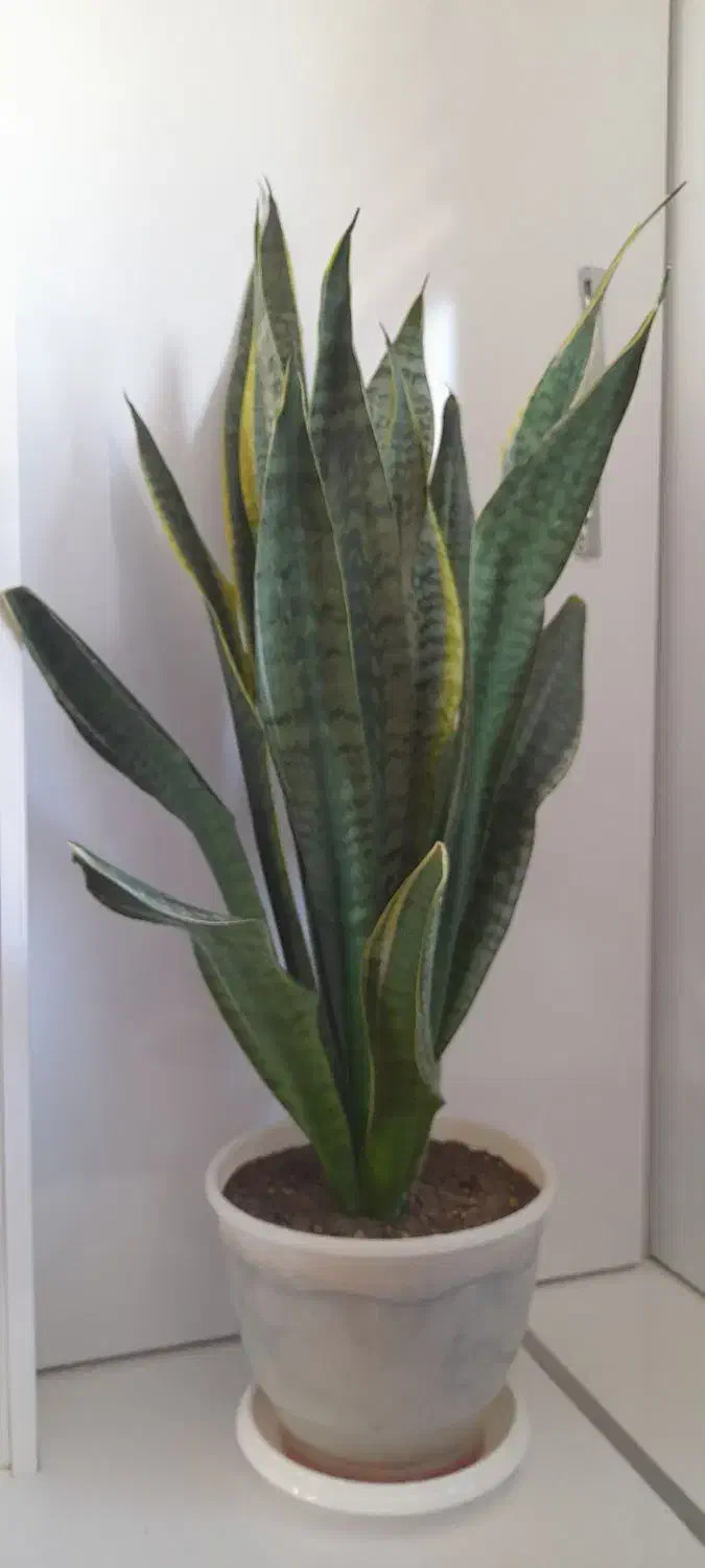 گلهای زیبای طبیعی،شاداب و پرریشه|گل و گیاه طبیعی|تبریز, |دیوار