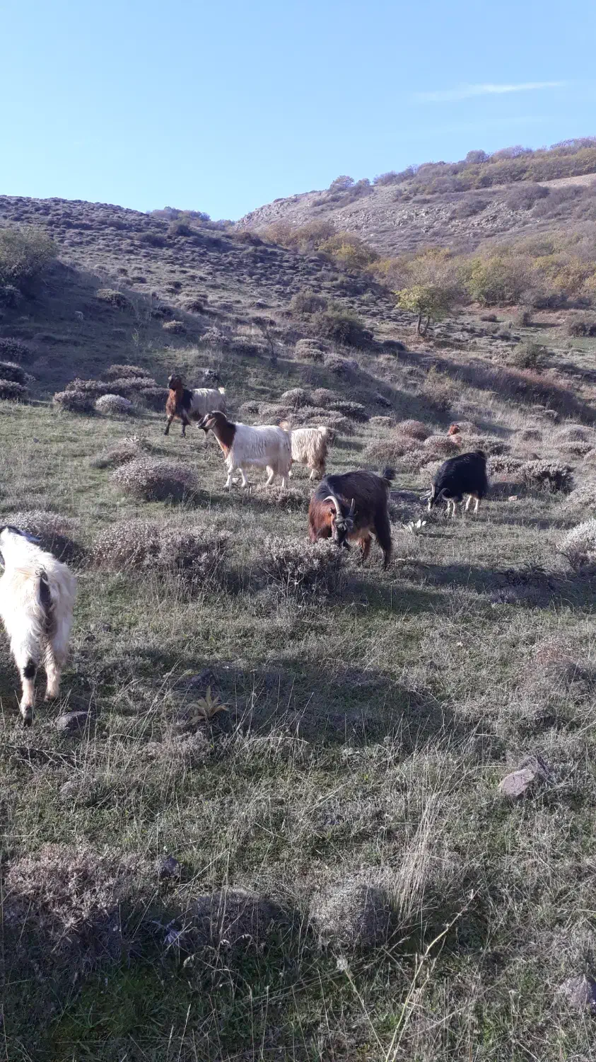 بز . بره . گوسفند|حیوانات مزرعه|کلیبر, |دیوار