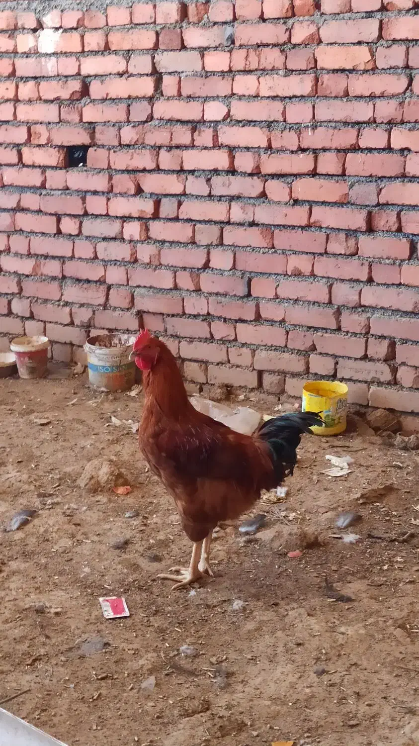 فروش خروس سرحال|حیوانات مزرعه|مریوان, |دیوار