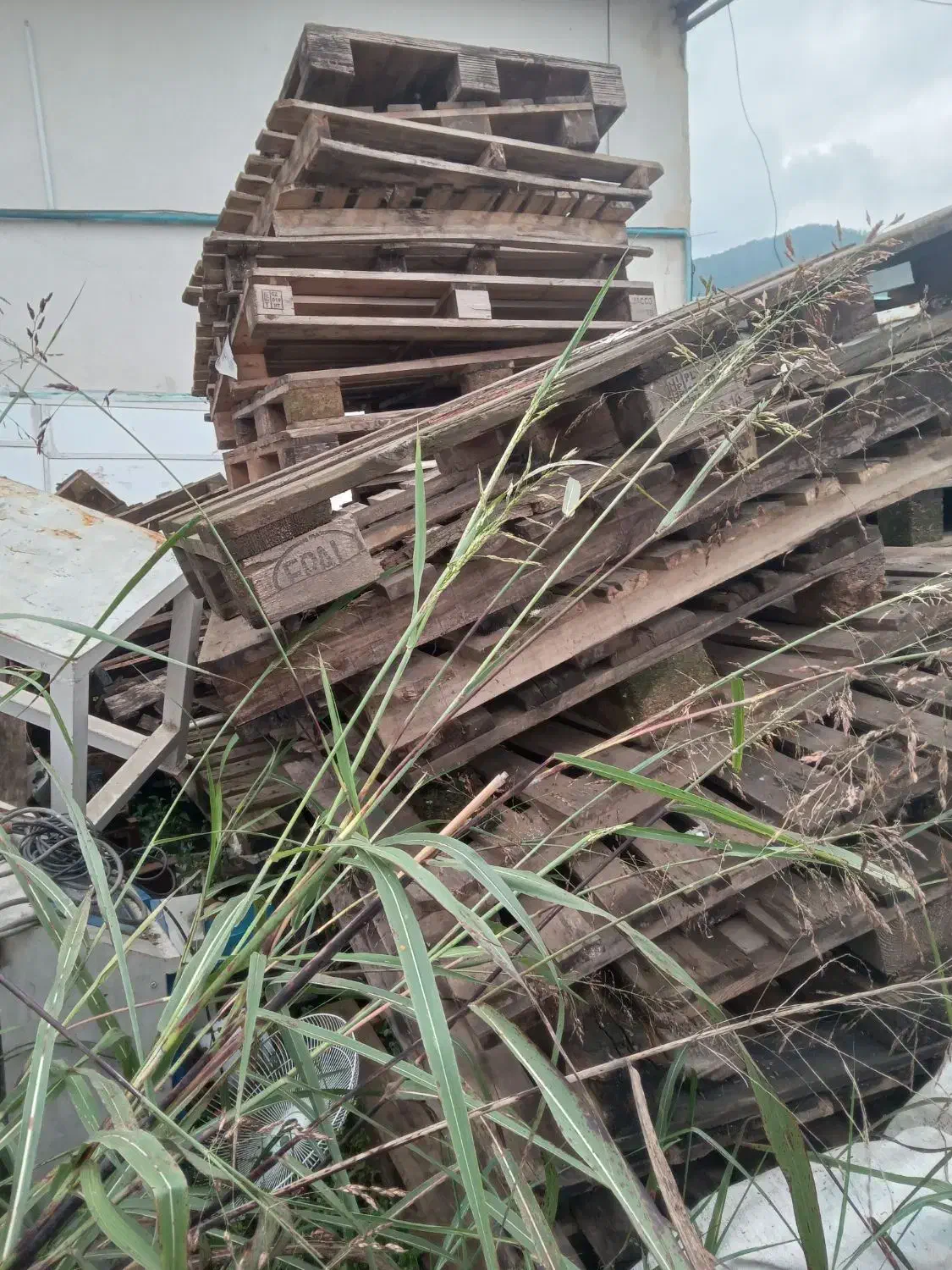 پالت نرادتمیز|خدمات پیشه و مهارت|لاهیجان, لیالستان|دیوار