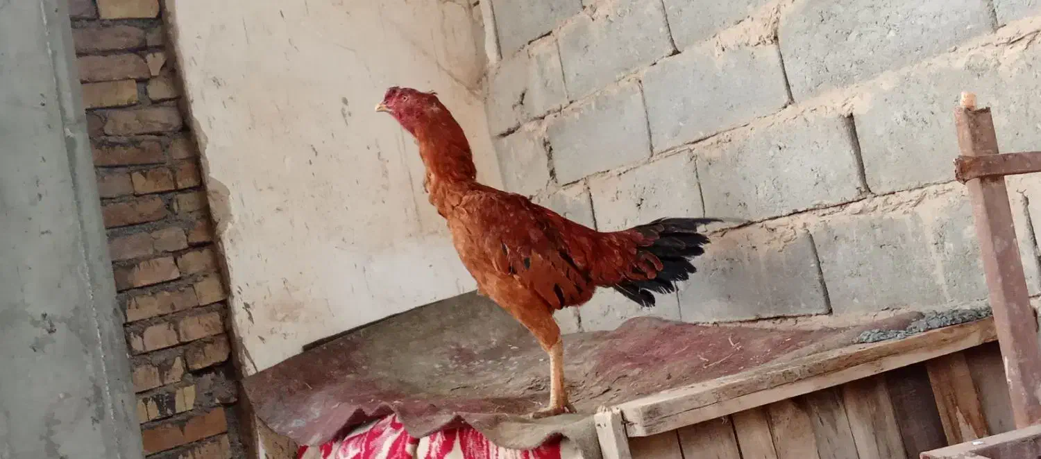 خروس لاری اصیل|حیوانات مزرعه|لیلان, |دیوار