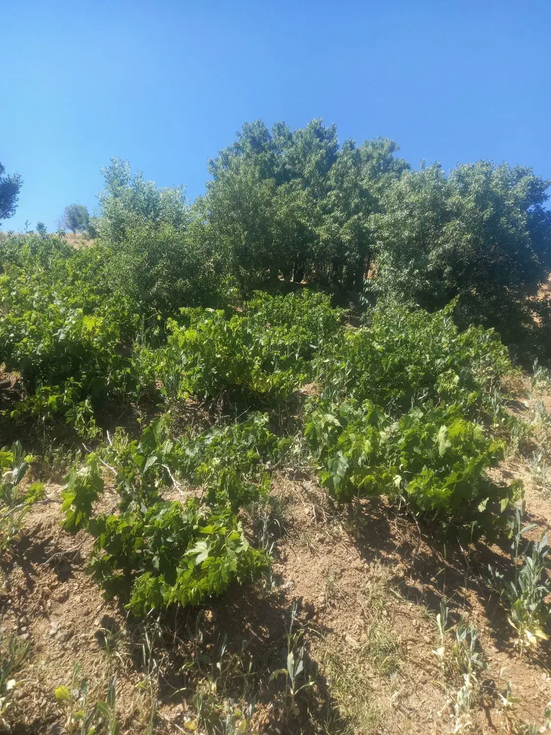 زمین کشاورزی|فروش دفتر صنعتی، کشاورزی، تجاری|بوئین و میاندشت, |دیوار