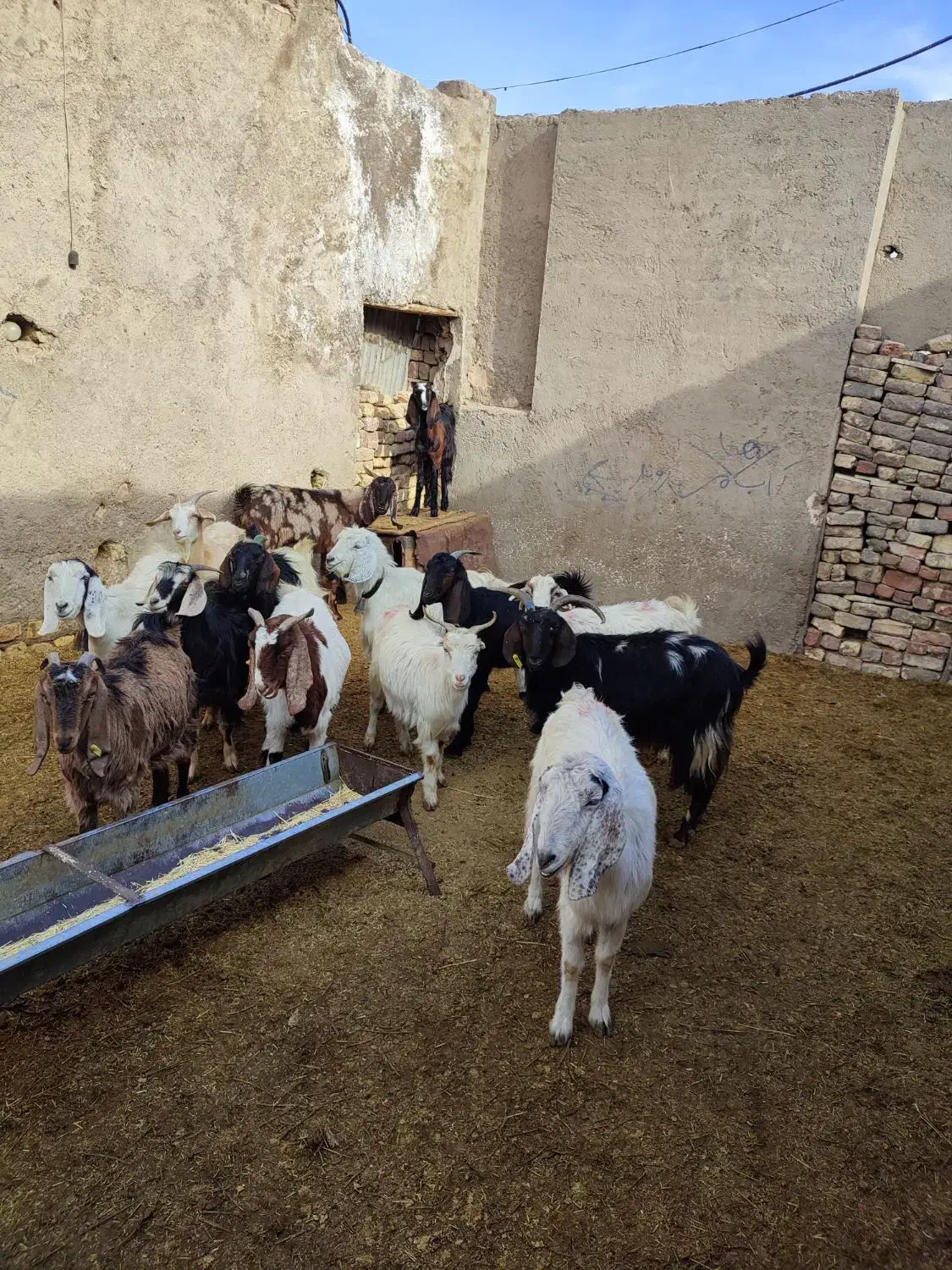 بز بزغاله دار و آبستن میش قوچ بره|حیوانات مزرعه|قم, شهر قائم|دیوار