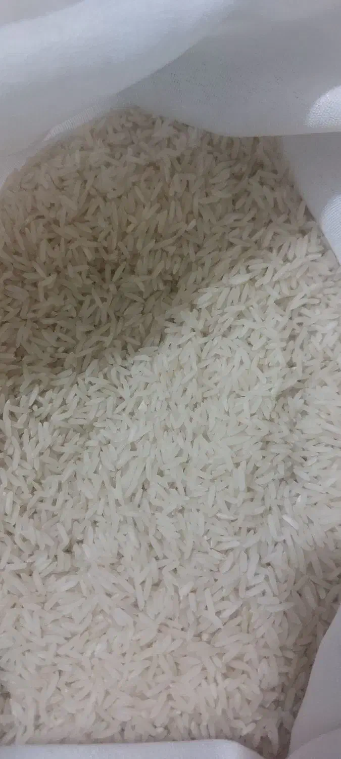 برنج برداشت دوم شمال طارم|خوردنی و آشامیدنی|کهریزک, |دیوار