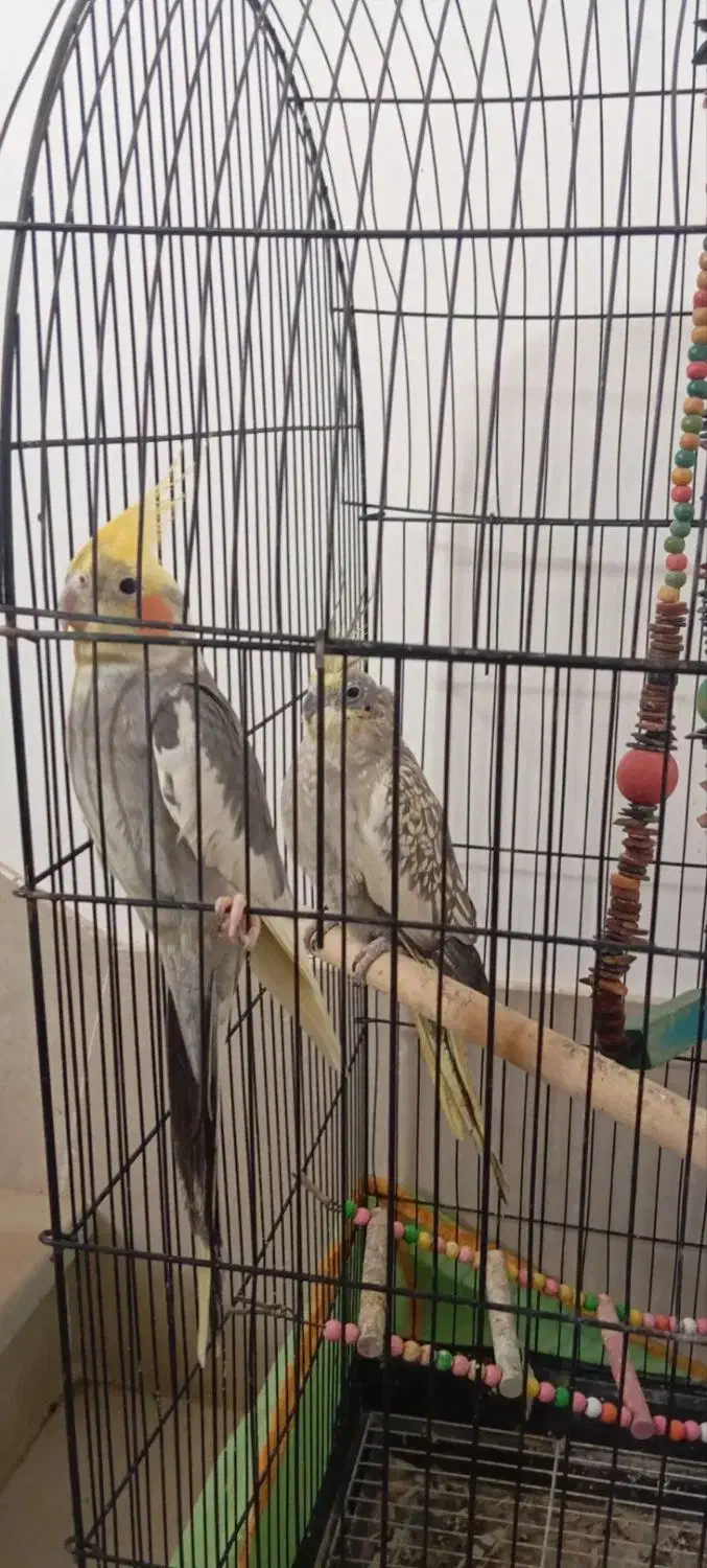 عروس هلندی مولد|پرنده|دلند, |دیوار