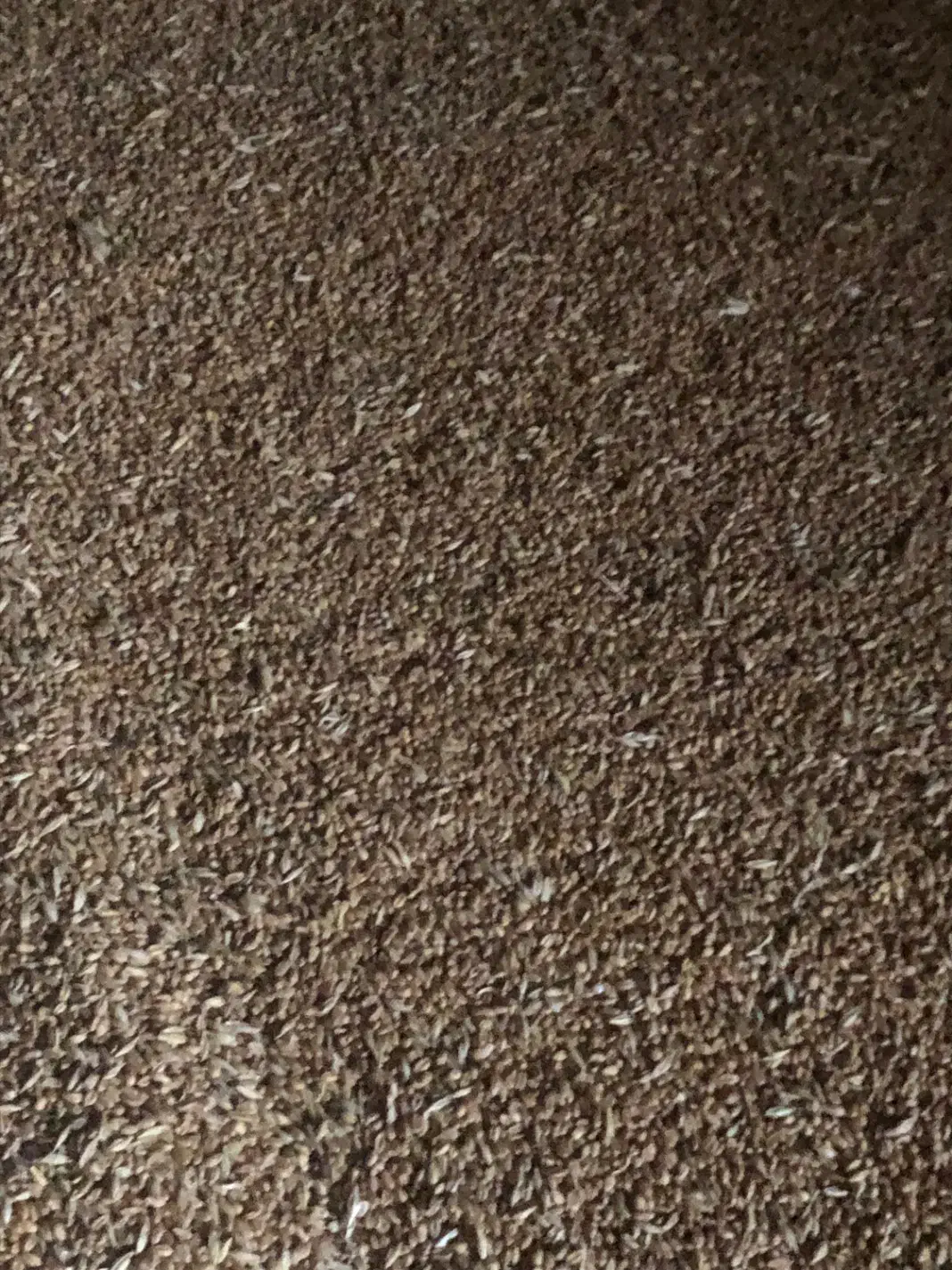 گندم|عمده‌فروشی|قوچان, |دیوار