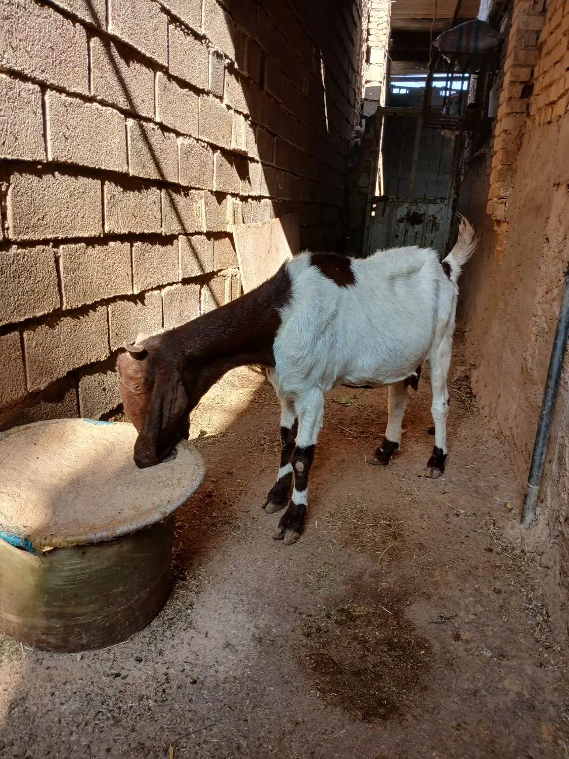 کارون|حیوانات مزرعه|کارون, |دیوار