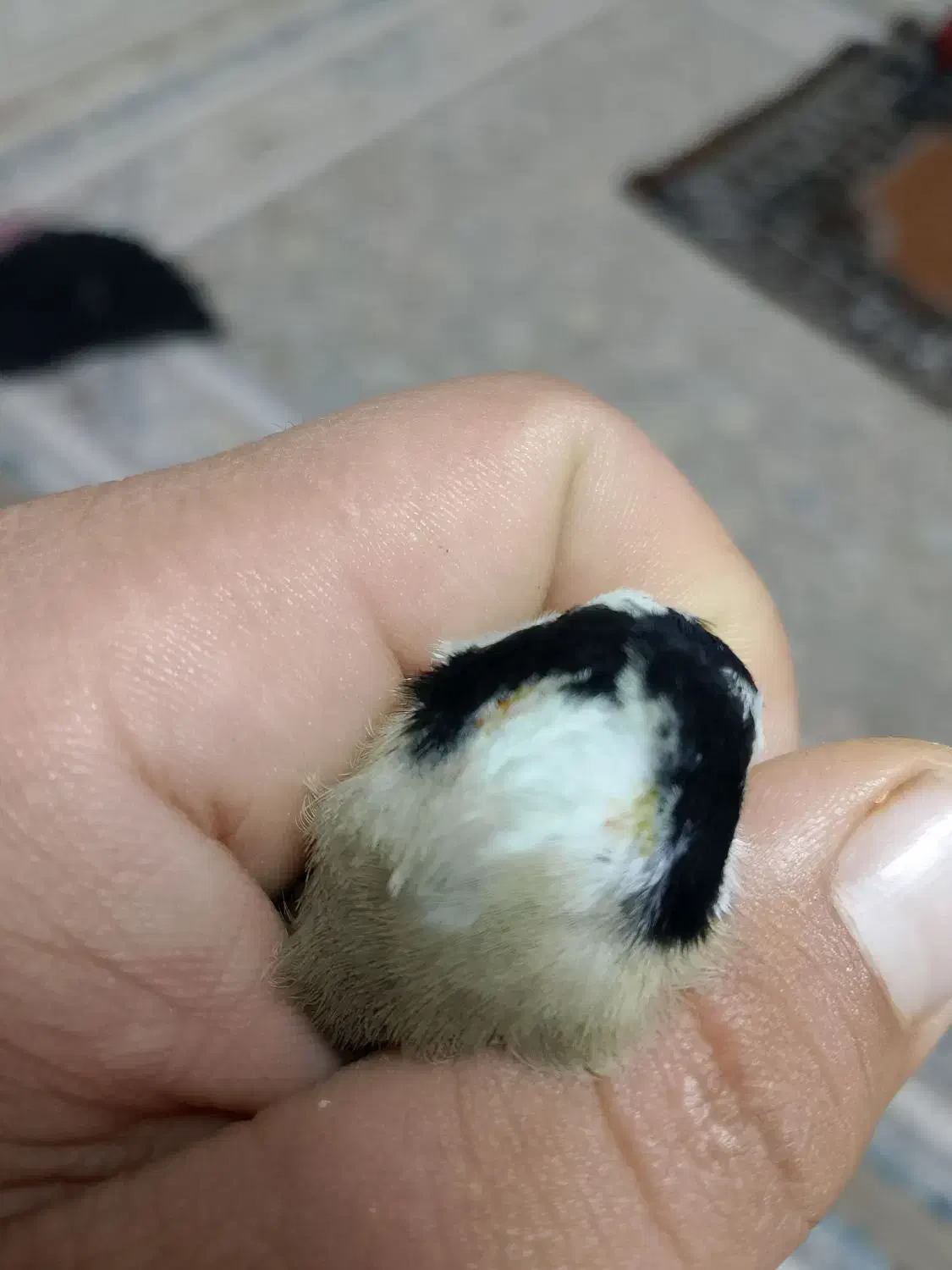 س ه ر ه حلب|پرنده|جوانرود, |دیوار