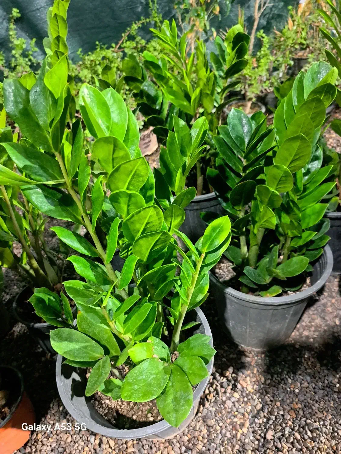 گل طبیعی|گل و گیاه طبیعی|رفسنجان, |دیوار