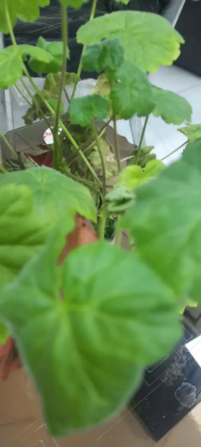 اجاره منزل مسکونی مستقل در جهادگران|اجارهٔ خانه و ویلا|مشگین شهر, |دیوار