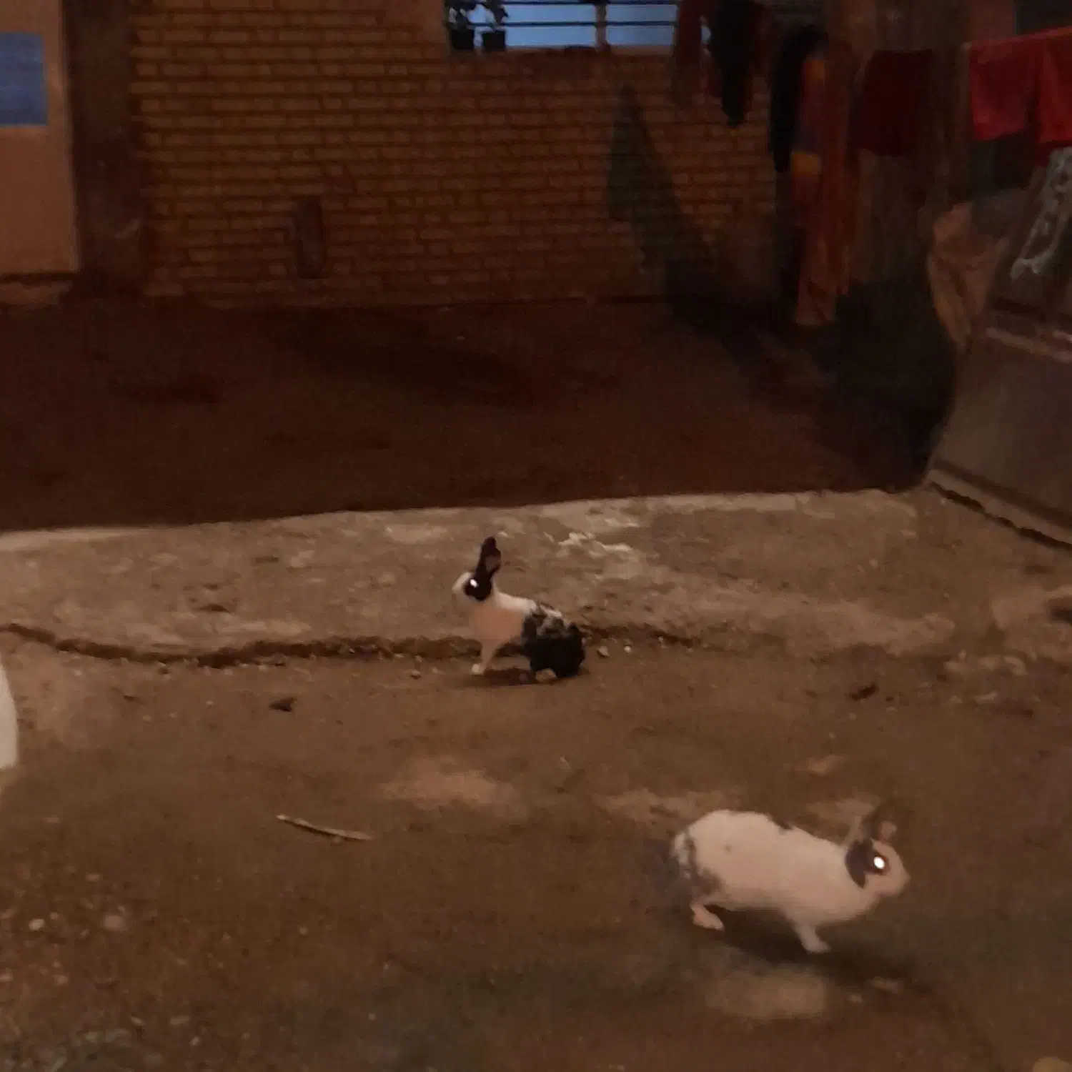 خرگوش|موش و خرگوش|شوشتر, |دیوار