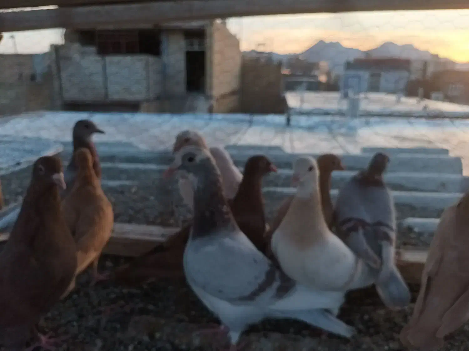 اوقون ترک زرد کرمونی وسرخ و زرده کرمونی|پرنده|تربتحیدریه, ۴۵ متری|دیوار