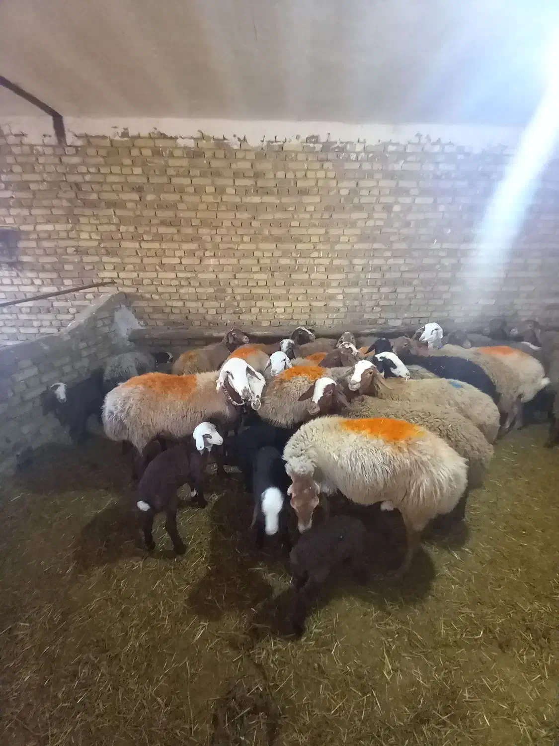 حیوانات مزرعه|حیوانات مزرعه|باوله, |دیوار