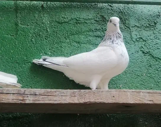 شیخ ابری|پرنده|بندر ماهشهر, |دیوار