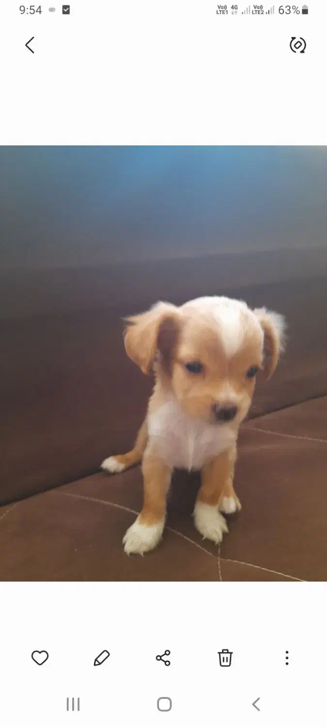 واگذاری توله سگ دوماه فروش فوری|سگ|شیراز, فرگاز|دیوار