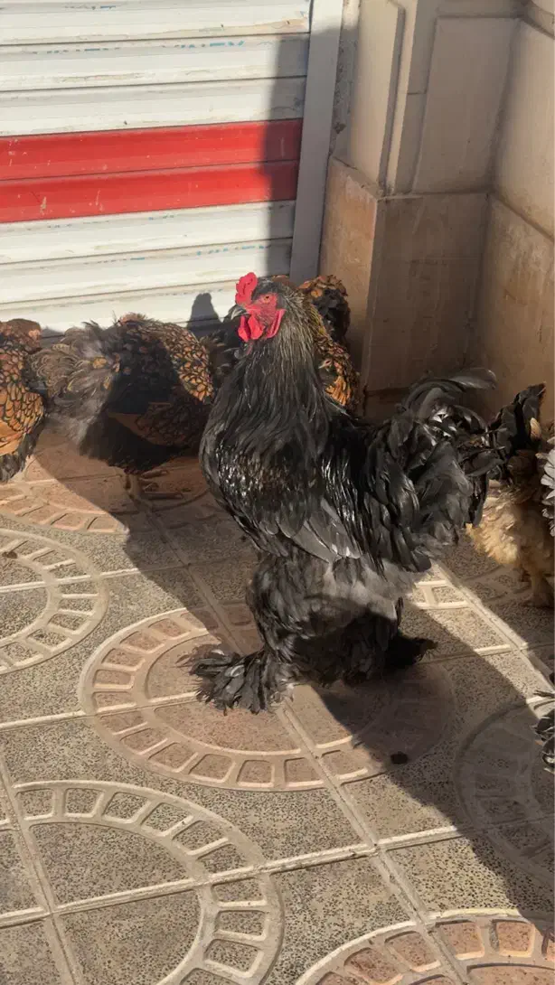 جوجه ویاندوت برهما لهستانی ایام سمانی مرغ و خروس|حیوانات مزرعه|رشت, گیل|دیوار