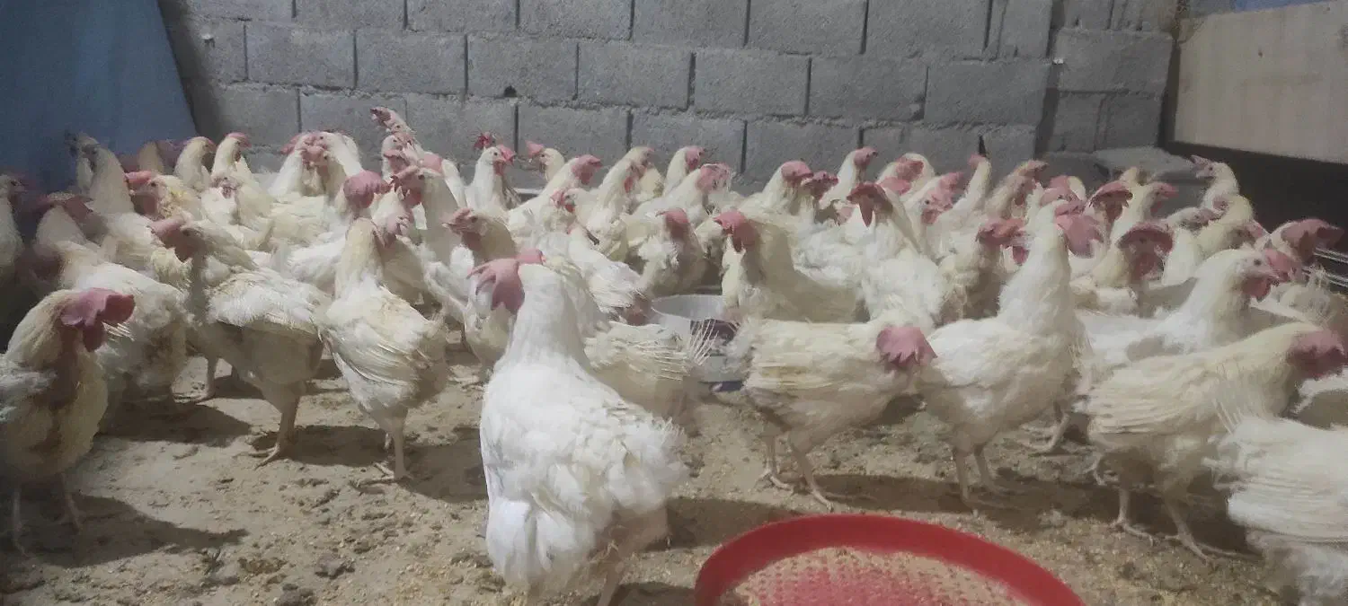 مرغ هلندی ،مادر|حیوانات مزرعه|جم, |دیوار