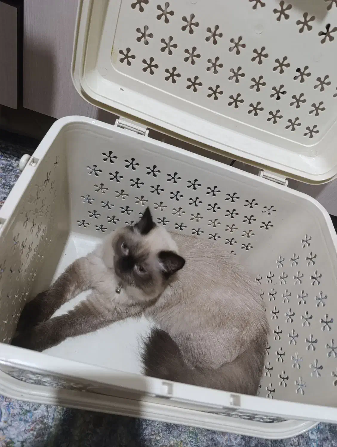 گربه پرشین وهیمالین دونژادس|گربه|ری, دیلمان|دیوار