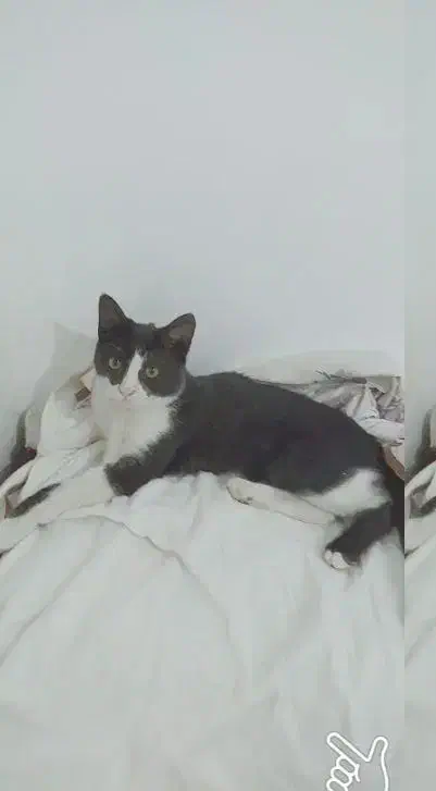 گمشده، اسم کَت|حیوانات|مشهد, طبرسی شمالی|دیوار