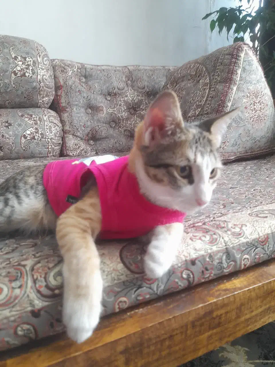 واگذاری گربه|گربه|پاکدشت, پاکدشت (مامازند)|دیوار