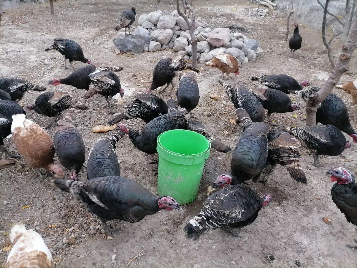 بوقلمون محلی با وزن|حیوانات مزرعه|مشگین شهر, |دیوار